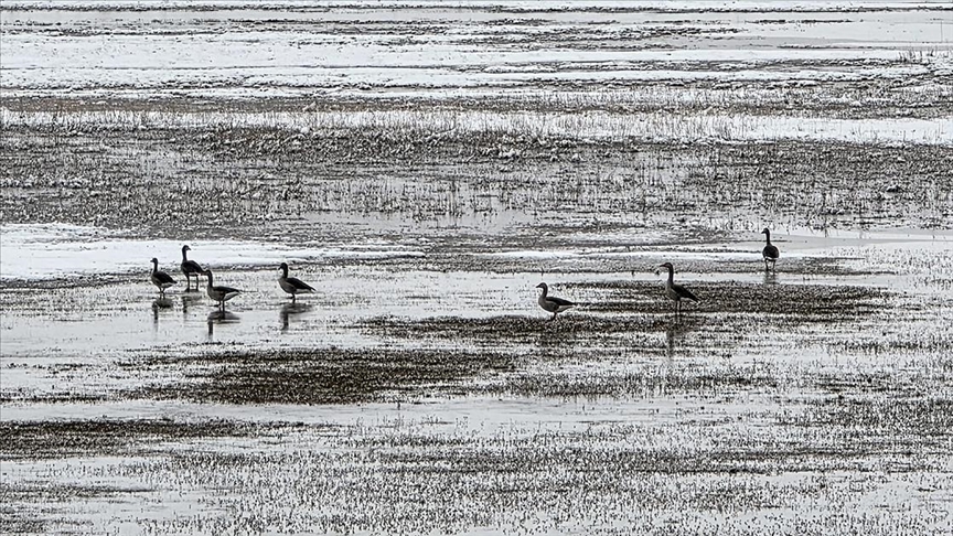 Hafik Gölü kenarında turna ve yaban kazlarının karda yiyecek arayışı görüntülendi