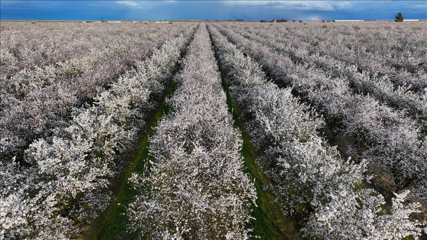 Расцутените бадемови цветови ја претворија Централната Долина во Калифорнија во „море од бели и розови цветови“