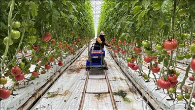 Elazığ'da güneş enerjisi santraliyle desteklenen serada üretimin artırılması hedefleniyor