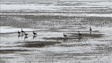 Hafik Gölü kenarında turna ve yaban kazlarının karda yiyecek arayışı görüntülendi