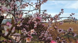 Li Batmanê darên behîvan kulîlk dan