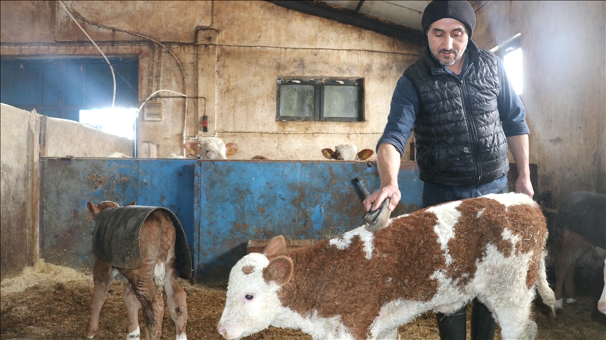 Ağrı'da devlet desteğiyle ahır yapan çiftçi 140 büyükbaş hayvanın bakımını özenle yapıyor
