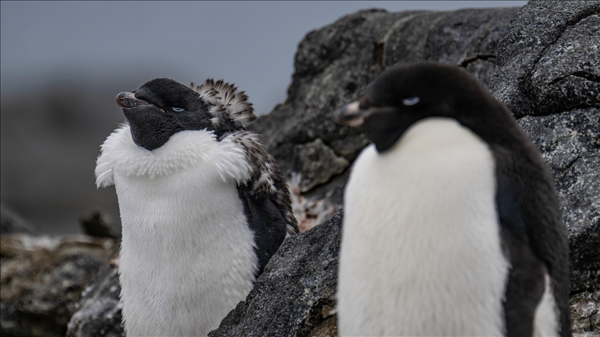 Antarctica's wildlife under pressure from plastic waste, climate change