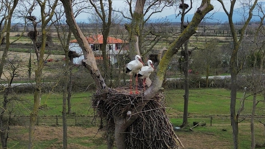 Samsun'da Kızılırmak Deltası'na baharın müjdecisi leylekler gelmeye başladı