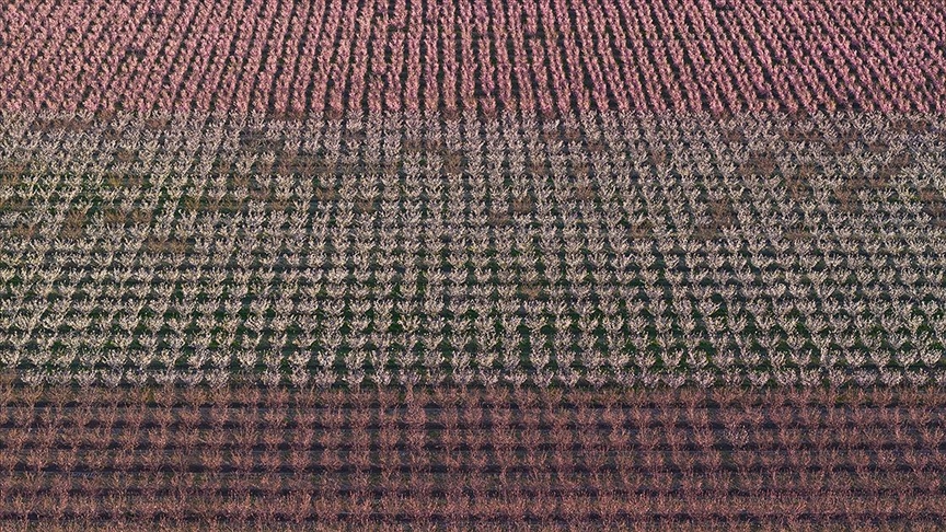 Hatay'da meyve ağaçları çiçek açtı