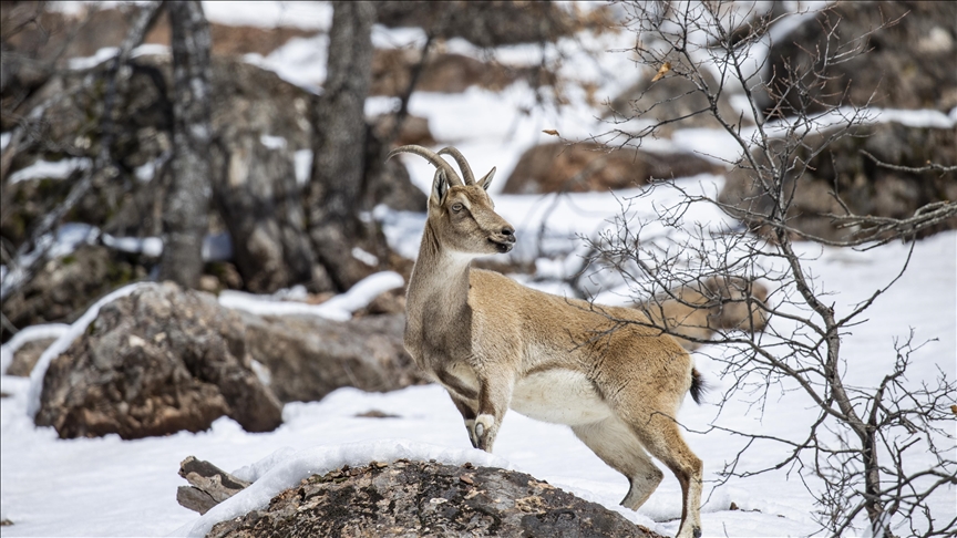 Dîmenên bizinkoviyên ku li Geliyê Munzurê xwarinê digerin hatin kişandin