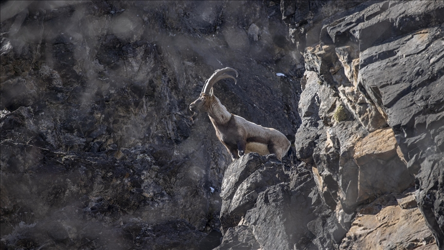 Yaban keçileri Munzur Vadisi'nde yiyecek ararken görüntülendi