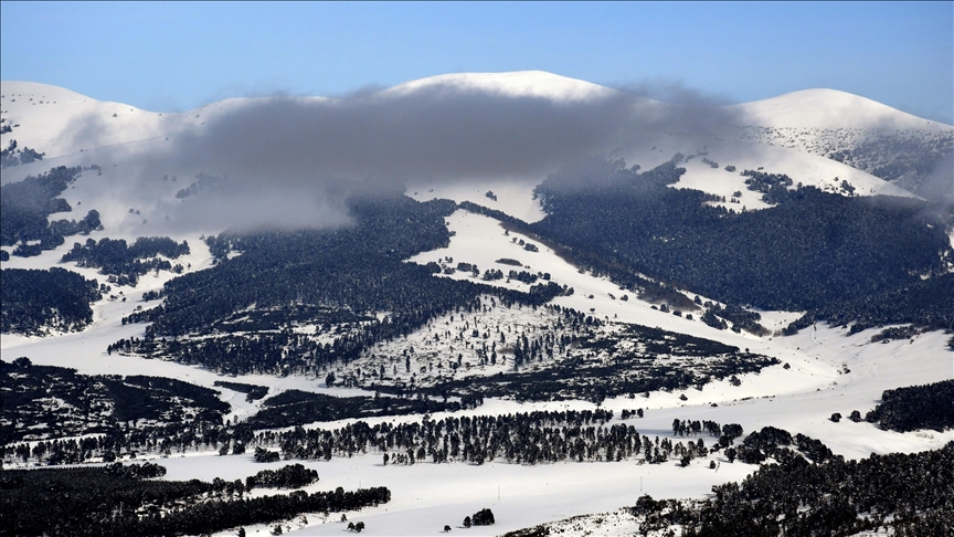 Kars'ta beyaza bürünen sarıçam ormanları dronla görüntülendi