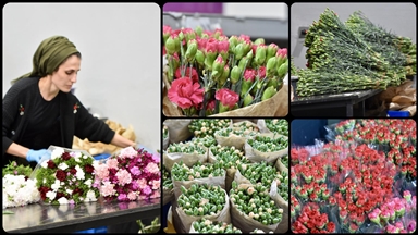 Türkiye'den Dünya Kadınlar Günü için 35 ülkeye 80 milyon dal çiçek 