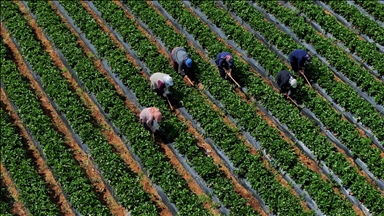 Çiftçilere 12,3 milyar liralık tarımsal destekleme ödemesi yarın yapılacak