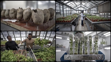 Erzurum'da yerli patates çeşitleri 20 yıllık bilimsel çalışmalarla geliştiriliyor