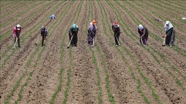 Tarım işçilerinin günlük ücreti 2025'te arttı