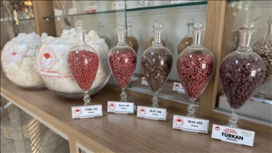 Adana'da geliştirilen pamuk, arpa ve buğday tohumları 13 ülkeye ihraç ediliyor