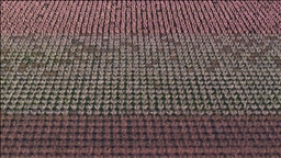 Hatay'da meyve ağaçları çiçek açtı