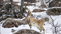 Dîmenên bizinkoviyên ku li Geliyê Munzurê xwarinê digerin hatin kişandin