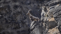 Yaban keçileri Munzur Vadisi'nde yiyecek ararken görüntülendi