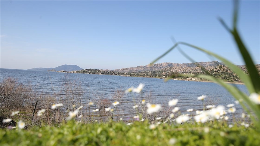Son yağışlarla su seviyesi yükselen Bafa Gölü'nde balık çoğaldı