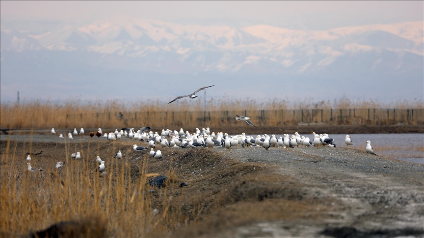 Havaların ısındığı Ağrı Dağı eteklerine göçmen kuşlar gelmeye başladı
