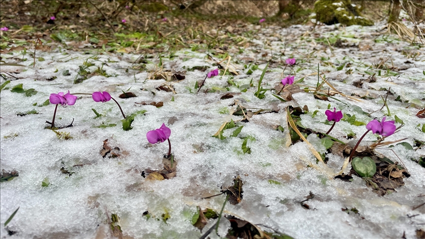 Bolu'da kış ve ilkbahar bir arada yaşanıyor