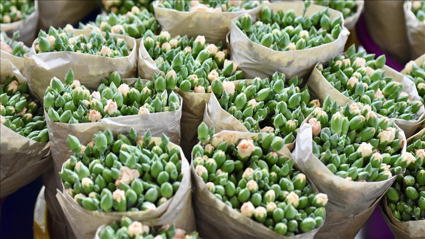 Турција извезе 80 милиони цвеќиња во 35 земји по повод Меѓународниот ден на жената