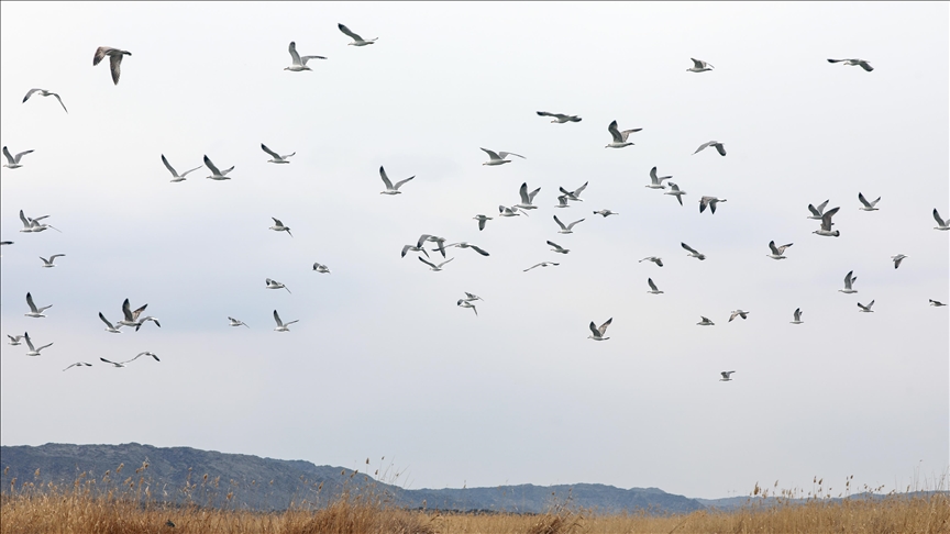 Çiyayê Agiriyê germ dibe û êdî çûkên koçber têne quntarên wê