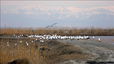 Havaların ısındığı Ağrı Dağı eteklerine göçmen kuşlar gelmeye başladı
