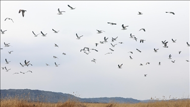Çiyayê Agiriyê germ dibe û êdî çûkên koçber têne quntarên wê