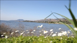 Son yağışlarla su seviyesi yükselen Bafa Gölü'nde balık çoğaldı