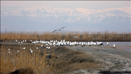 Havaların ısındığı Ağrı Dağı eteklerine göçmen kuşlar gelmeye başladı
