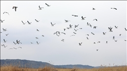Çiyayê Agiriyê germ dibe û êdî çûkên koçber têne quntarên wê
