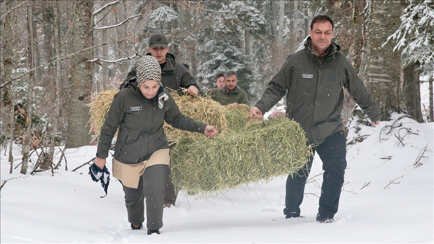 Bolu'da yaban hayvanları için doğaya yem bırakıldı