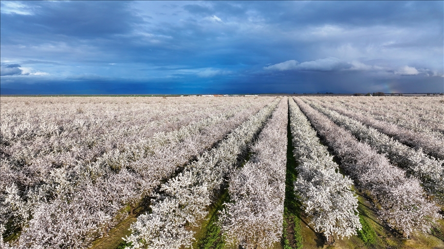 Lulet e bajameve e transformojnë Luginën Qendrore të Kalifornisë në të bardhë dhe rozë