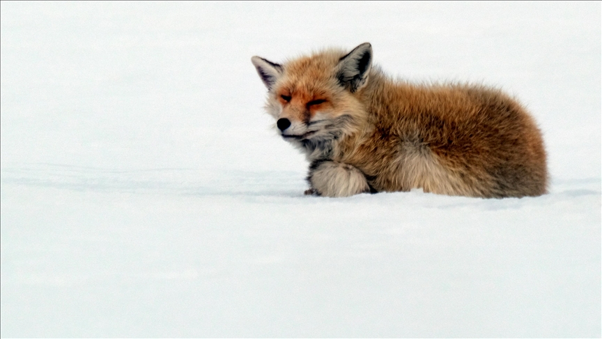 Li Qersê rovî li ser berfê derketin nêçîrê