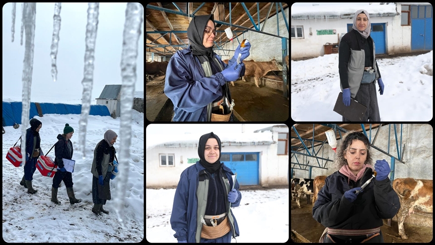 Kars'ta kadın veterinerler hayvan sağlığı için kar kış demeden sahada