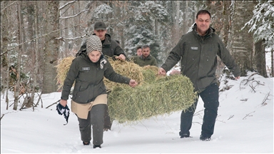Bolu'da yaban hayvanları için doğaya yem bırakıldı