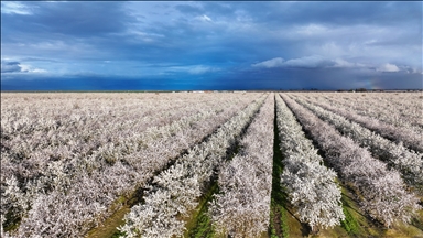 Lulet e bajameve e transformojnë Luginën Qendrore të Kalifornisë në të bardhë dhe rozë
