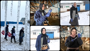 Kars'ta kadın veterinerler hayvan sağlığı için kar kış demeden sahada