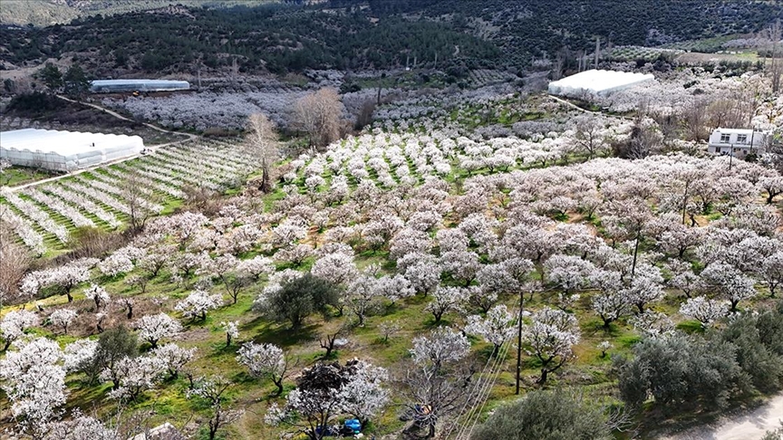 Mersin'de çiçek açan erik ağaçları havadan görüntülendi
