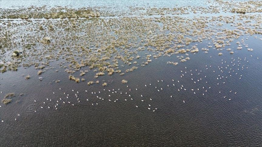 Samsun Kızılırmak Deltası'nda kuşların kuluçka dönemi başladı
