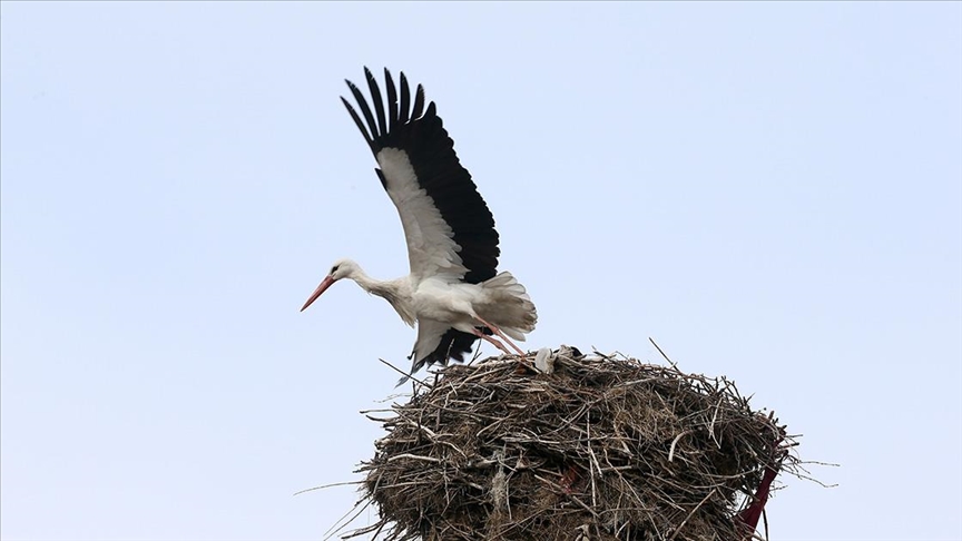 "Baharın habercisi" leylekler Muş Ovası'ndaki yuvalarına dönmeye başladı
