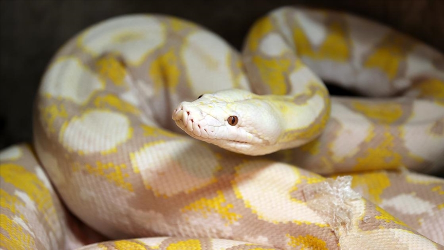 Konya'daki merkezde albino pitonlara özel şartlarda bakılıyor