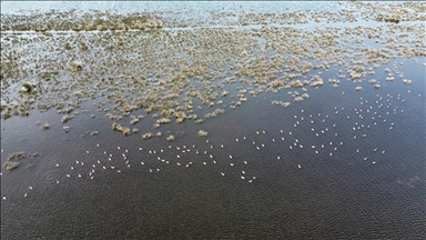 Samsun Kızılırmak Deltası'nda kuşların kuluçka dönemi başladı