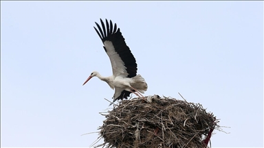 "Baharın habercisi" leylekler Muş Ovası'ndaki yuvalarına dönmeye başladı