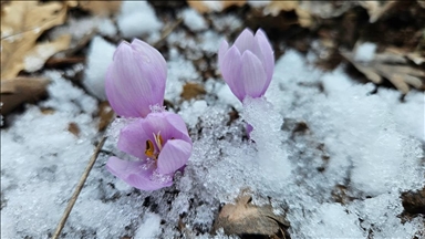 Çankırı'da baharın müjdecisi kar çiçekleri açtı