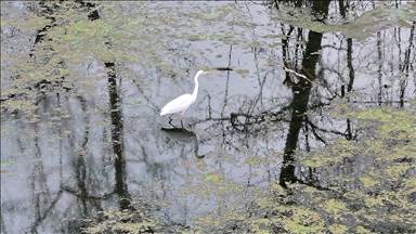 Karacabey Longozu etkili olan yağışlarla doldu