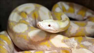 Konya'daki merkezde albino pitonlara özel şartlarda bakılıyor