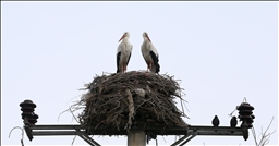 Leglegên "mizginiya biharê" dest bi vegera li hêlînên xwe yên li Deşta Mûşê kirin
