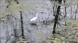 Karacabey Longozu etkili olan yağışlarla doldu