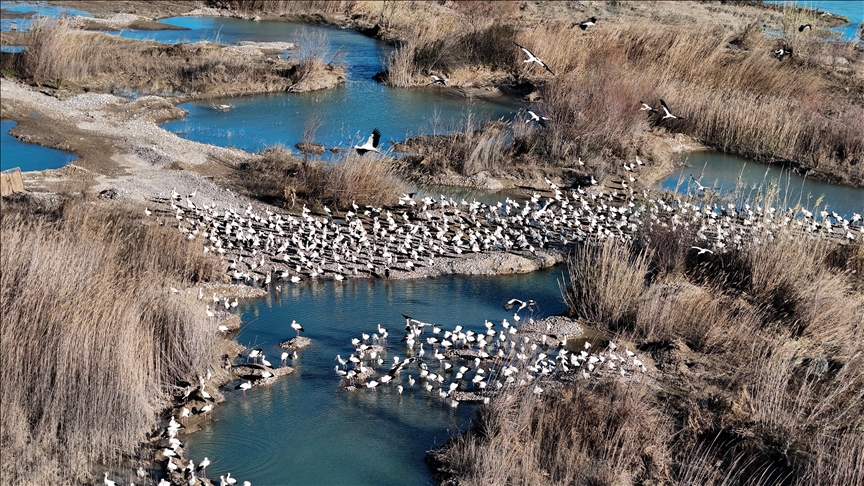 تركيا.. طيور مهاجرة تحطّ رحالها في مرسين إيذانا بقدوم الربيع