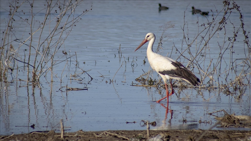 "Baharın müjdecisi" leylekler Karakaya Barajı etrafındaki yuvalarına dönmeye başladı